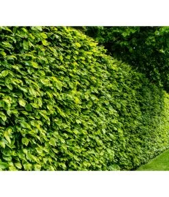 10 Meter Hainbuche, 50 X Ca. 125-150 Cm -Pflanzenwelt Verkauf 7088883 WE MO 001 Luckner Hecke CarpinusBetulus 2