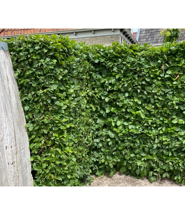15 Meter Hainbuche, 60 X Ca. 150-175 Cm 6 15 Meter Hainbuche, 60 X Ca. 150-175 Cm – Bild 4