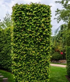 15 Meter Hainbuche, 60 X Ca. 150-175 Cm 9 15 Meter Hainbuche, 60 X Ca. 150-175 Cm -Pflanzenwelt Verkauf 7089188 WE MO Luckner Hecke CarpinusBetulusHainbuche