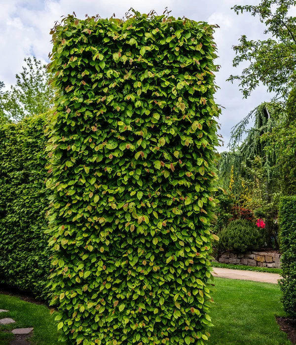 15 Meter Hainbuche, 60 X Ca. 150-175 Cm 5 15 Meter Hainbuche, 60 X Ca. 150-175 Cm – Bild 3