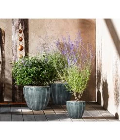 Bartblume 'Blue Knight' 12 Bartblume 'Blue Knight' -Pflanzenwelt Verkauf 7090863 7302631 WE MO 001 Blauraute Bartblume