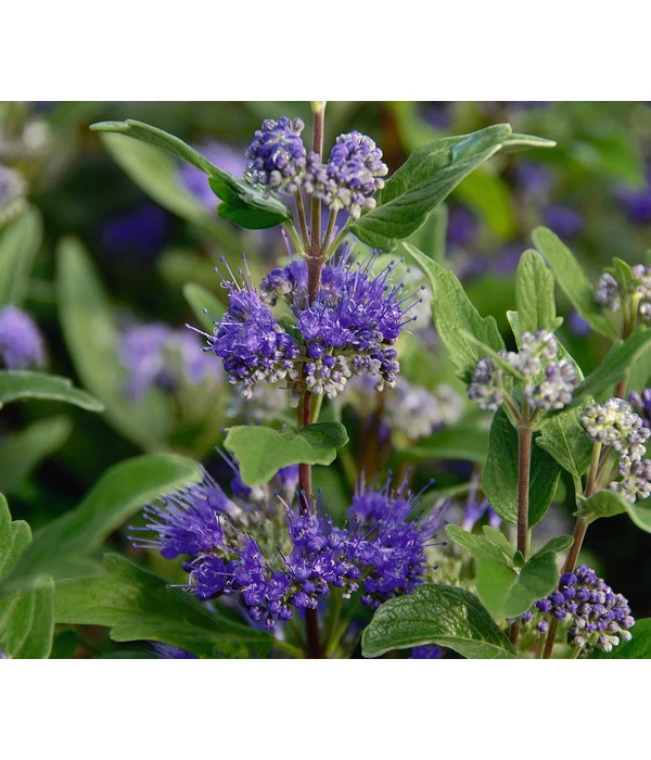 Bartblume 'Blue Knight' 3 Bartblume 'Blue Knight'