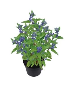 Bartblume 'Blue Knight' 10 Bartblume 'Blue Knight' -Pflanzenwelt Verkauf 7090863 WE FS 001 CaryopterisClandonensisBartblume