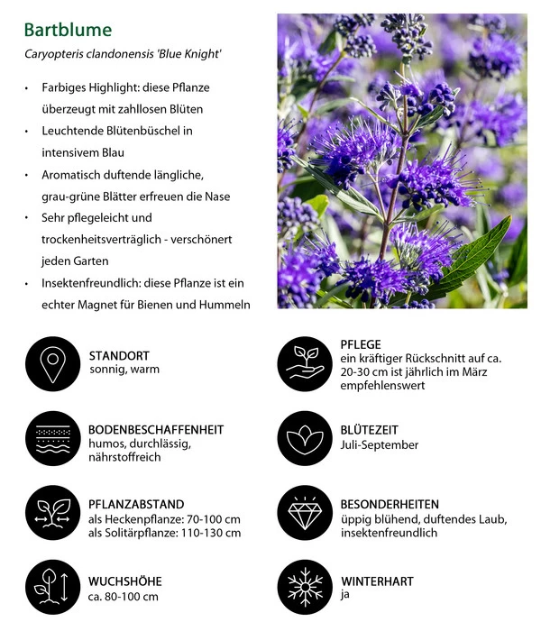 Bartblume 'Blue Knight' 8 Bartblume 'Blue Knight' – Bild 6