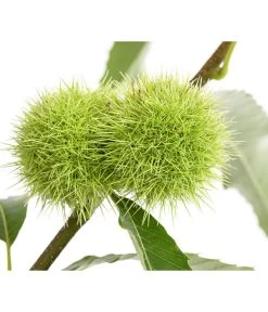 Esskastanie -Pflanzenwelt Verkauf 7091580 PR DE 001 CastaneaSativaEsskastanieDehnerExpressHerzig