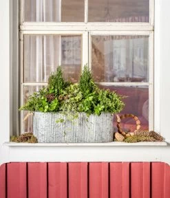 Efeu, Grün -Pflanzenwelt Verkauf 7107303 WE MO 001 ScheinzypresseChamaecyparislawsonianaEfeu