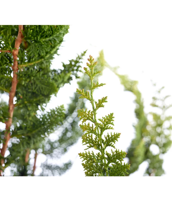 Scheinzypresse 'Teddy Bear', Schale 4 Scheinzypresse 'Teddy Bear', Schale – Bild 2