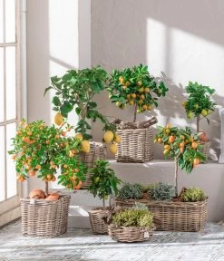 Dehner Gourmet Garten Goldsalbei 7 Dehner Gourmet Garten Goldsalbei -Pflanzenwelt Verkauf 7119696 WE MO 001 CitrusGoldsalbei