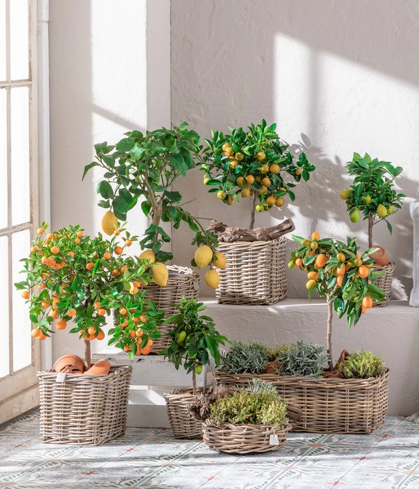 Dehner Gourmet Garten Goldsalbei 5 Dehner Gourmet Garten Goldsalbei – Bild 3