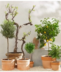 XXL Weinrebenstamm, Ca. 200-220 Cm, Verschiedene Sorten 6 XXL Weinrebenstamm, Ca. 200-220 Cm, Verschiedene Sorten -Pflanzenwelt Verkauf 7120389 PR MO 001 MediterranGC10retusch