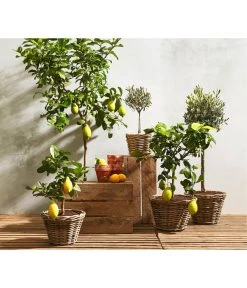 Olive, Stämmchen 9 Olive, Stämmchen -Pflanzenwelt Verkauf 7120942 7119068 7118326 7297088 7296874 WE MO 001 ZitronenbaumCitrusLimonStammOliveOleaEuropaea