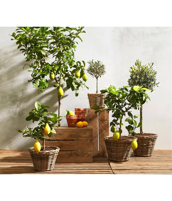 Olive, Stämmchen 4 Olive, Stämmchen – Bild 2