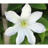 Waldrebe - Clematis 'Dancing Dorien®' -Pflanzenwelt Verkauf 7121585 PR DE 001 ClematisWeissPixabay
