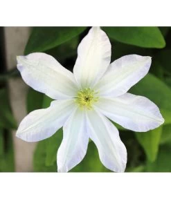 Waldrebe - Clematis 'Dancing Dorien®'