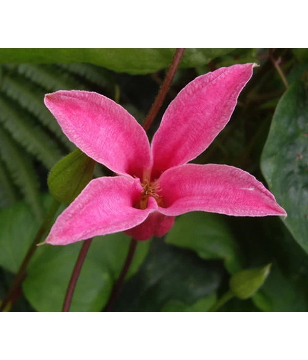 Waldrebe - Clematis 'Princess Diana' 3 Waldrebe - Clematis 'Princess Diana'