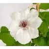 Waldrebe - Clematis, Weiß, Rankhilfe 2 Waldrebe - Clematis, Weiß, Rankhilfe -Pflanzenwelt Verkauf 7129026 WE DE 001 ClematisWeissWaldreben16CDehnerExpressHerzig