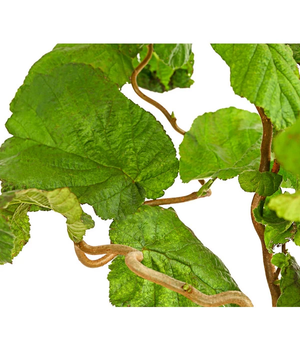 Korkenzieher-Hasel 'Contorta' 4 Korkenzieher-Hasel 'Contorta' – Bild 2