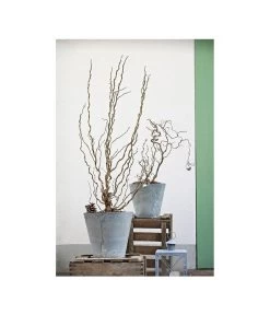 Korkenzieher-Hasel 'Contorta' 9 Korkenzieher-Hasel 'Contorta' -Pflanzenwelt Verkauf 7137805 PR MO 001 CorylusKorkenzieherhaselAvellanaTwister10LHelleborusshootingDehnerExpressHerzig