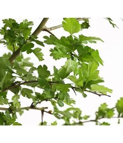 Echter Rotdorn 'Paul's Scarlet' -Pflanzenwelt Verkauf 7152432 WE DE 001 CrataegusLaevigataPaulsScarletRotdorn15LDehnerExpressHerzig