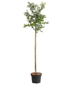 Echter Rotdorn 'Paul's Scarlet' -Pflanzenwelt Verkauf 7152432 WE FS 001 CrataegusLaevigataPaulsScarletRotdorn15LDehnerExpressHerzig