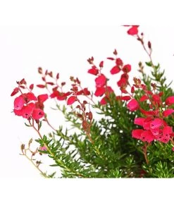 Irische Glockenheide 14 Irische Glockenheide -Pflanzenwelt Verkauf 7163009 WER DE 002 DaboeciaDehnerExpressHerzig