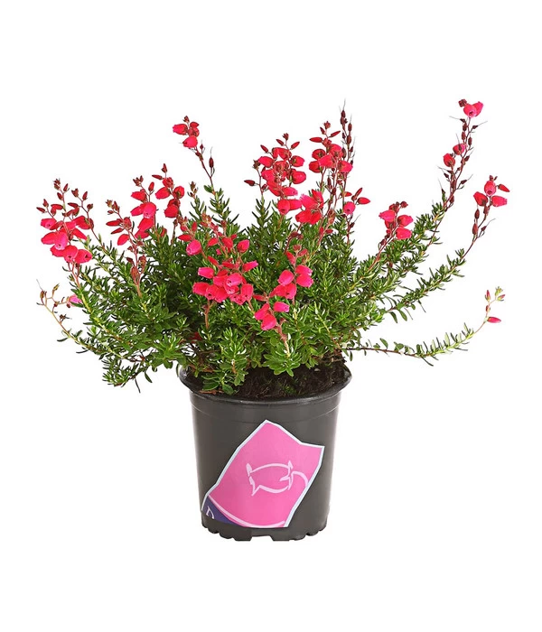 Irische Glockenheide 4 Irische Glockenheide – Bild 2