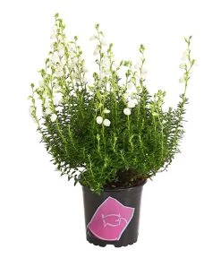 Irische Glockenheide 11 Irische Glockenheide -Pflanzenwelt Verkauf 7163009 WE FS 003 DaboeciaDehnerExpressHerzig