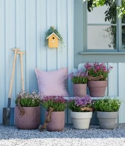 Irische Glockenheide 12 Irische Glockenheide -Pflanzenwelt Verkauf 7163009 WE MO 001 DaboeciaMixGlockenheide 2021 GC11