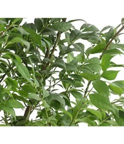 Niedriger Korkspindelstrauch 'Compactus' -Pflanzenwelt Verkauf 7175649 PR DE 001 EuonymusAlatusCompactus5LDehnerExpressHerzig