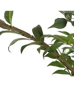 Niedriger Korkspindelstrauch 'Compactus' -Pflanzenwelt Verkauf 7175649 PR DE 002 EuonymusAlatusCompactus5LDehnerExpressHerzig