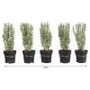 1 Meter Spindelstrauch 'White Spire', 5 X Ca. 40-45 Cm 2 1 Meter Spindelstrauch 'White Spire', 5 X Ca. 40-45 Cm -Pflanzenwelt Verkauf 7176696 WE FS 001 EuonymusWhiteSpireHeckenpaket