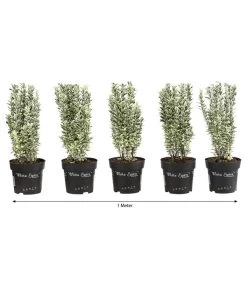 1 Meter Spindelstrauch 'White Spire', 5 X Ca. 40-45 Cm