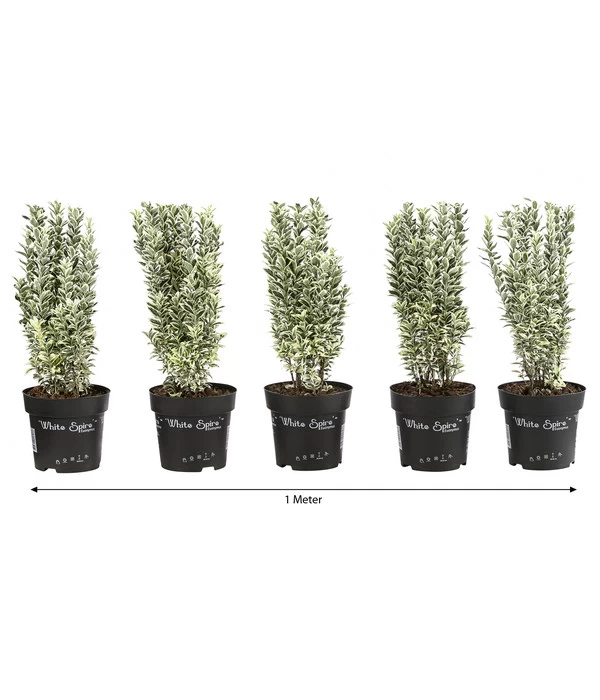 1 Meter Spindelstrauch 'White Spire', 5 X Ca. 40-45 Cm 3 1 Meter Spindelstrauch 'White Spire', 5 X Ca. 40-45 Cm