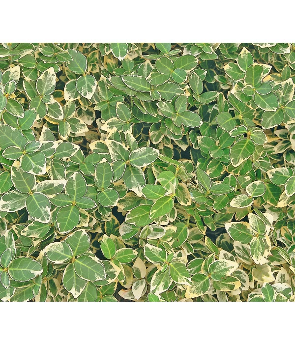 Kriech-Spindelstrauch 'Emerald Gaiety' 3 Kriech-Spindelstrauch 'Emerald Gaiety'