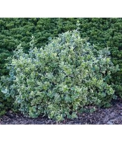 Spindelstrauch 'Emerald Gaiety' -Pflanzenwelt Verkauf 7177512 PR MO 001 EuonymusSpindelstrauchrETLucknerMai2015