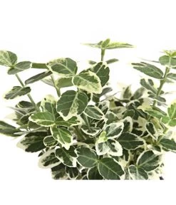 Kriech-Spindelstrauch 'Emerald Gaiety' 9 Kriech-Spindelstrauch 'Emerald Gaiety' -Pflanzenwelt Verkauf 7177512 WE DE 003 EuonymusSpindelstrauchFortuneiEmeraldGaiety9CDehnerExpressHerzig