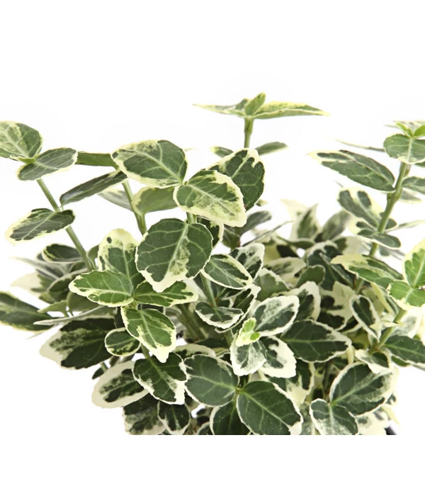 Kriech-Spindelstrauch 'Emerald Gaiety' 6 Kriech-Spindelstrauch 'Emerald Gaiety' – Bild 4