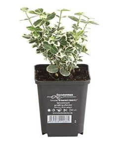 Kriech-Spindelstrauch 'Emerald Gaiety' 7 Kriech-Spindelstrauch 'Emerald Gaiety' -Pflanzenwelt Verkauf 7177512 WE FS 003 EuonymusSpindelstrauchFortuneiEmeraldGaiety9CDehnerExpressHerzig