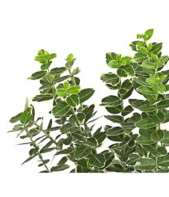 Spindelstrauch 'Emerald Gaiety' -Pflanzenwelt Verkauf 7177520 PR DE 001 EuonymusSpindelstrauchEmeraldGaiety13cmDehnerExpressHerzig