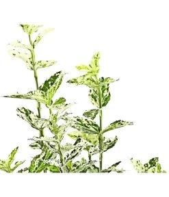 Spindelstrauch 'Harlequin' 5 Spindelstrauch 'Harlequin' -Pflanzenwelt Verkauf 7178130 PR DE 001 EuonymusSpindelstrauchHarlequin13cmRetDehnerExpressHerzig