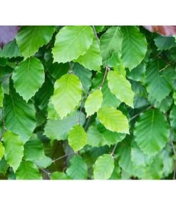 3 Meter Rotbuche, 6 X 200-225 Cm -Pflanzenwelt Verkauf 7185077 FagusSylvaticaDetailLuckner 2