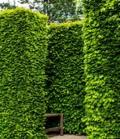 7,5 Meter Rotbuche, 30 X Ca. 125-150 Cm 8 7,5 Meter Rotbuche, 30 X Ca. 125-150 Cm -Pflanzenwelt Verkauf 7185093 WE MO 002 RotbucheFagusSylvatica 1