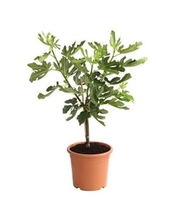 Feige 'Pfälzer Fruchtfeige' -Pflanzenwelt Verkauf 7186448 PR FS 001 FicusCaricaFeigePfaelzerStamm7LDehnerExpressHerzig