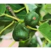 Feige 'Pfälzer Fruchtfeige' -Pflanzenwelt Verkauf 7186448 WE DE 002 PfaelzerFruchtfeige