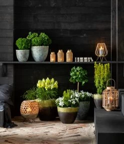 Lebensbaum 'Teddy' 9 Lebensbaum 'Teddy' -Pflanzenwelt Verkauf 7196199 WE MO 001 GinkgoBilobaTaxusBaccataEibeThujaTeddyLebensbaumKonifere 2021 BL13