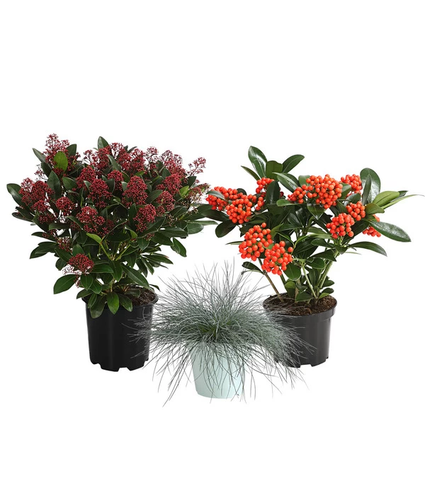 Grabpflanzen-Set Immerwährend, 3-teilig 3 Grabpflanzen-Set Immerwährend, 3-teilig
