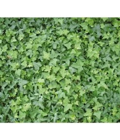 Efeu, Grün -Pflanzenwelt Verkauf 7207871 BildD 001 GewoehnlicherEfeuHedHelix