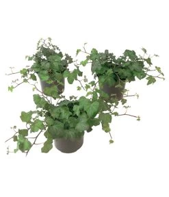 Efeu, Grün -Pflanzenwelt Verkauf 7211352 BildFS 001 EfeuHedGruenenSorten