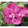 Hibiskus 'Purple Ruffles®' - Garten-Eibisch 1 Hibiskus 'Purple Ruffles®' - Garten-Eibisch -Pflanzenwelt Verkauf 7211659 BildFS 001 HibiscusPurpleRuffelsGartenEibischHibSyrPurpleRuffels
