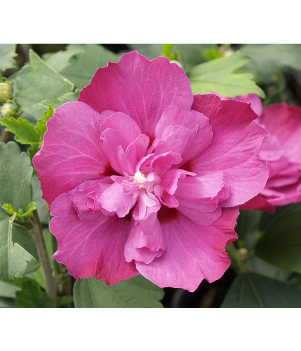 Hibiskus 'Purple Ruffles®' - Garten-Eibisch 3 Hibiskus 'Purple Ruffles®' - Garten-Eibisch